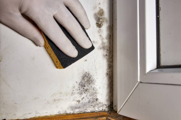 Best Biohazard Mold Removal  in Independence, OH